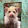 dog, puppy, small_dog, white_fur, scruffy_fur, portrait, tongue, licking, black_nose, pointed_ears, collar, pet_tag, close_up, framed, turquoise_frame, rusty_texture, outdoor, plants, funny_expression, photograph