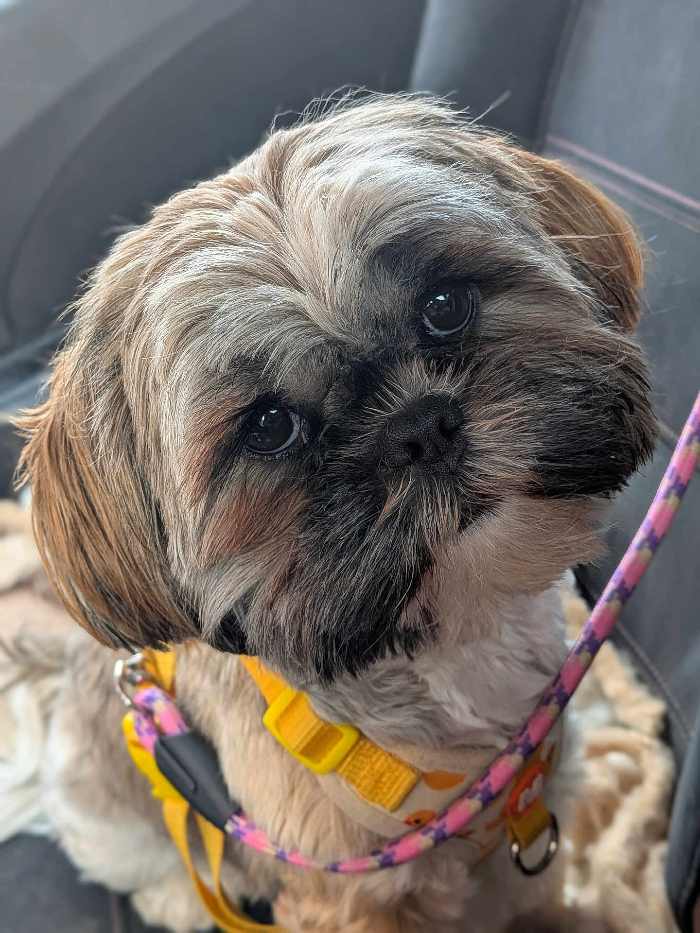 Vaya a rejoint le concours — aidez-le/la à gagner de superbes lots ! dog, pet, shih_tzu, head_tilt, yellow_harness, pink_leash, car_seat, blanket, fur, cute, animal, close_up, portrait, leash, canine, indoor, seat, companion, domestic_animal, furry