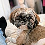 dog, pet, shih_tzu, fur, indoor, bed, blanket, resting, looking_at_camera, cute, animal, companion, cozy, soft_focus, close_up, tan, white, black, home, relaxed