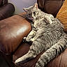 cat, gray_cat, tabby, pet, animal, feline, couch, leather_couch, indoor, relaxed, resting, paw, tail, fur, orange_cushion, home, cozy, comfortable, seated, closeup