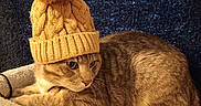 Titan is registered to the contest to win money with this photo: cat, tabby, hat, beanie, pom_pom, knitwear, cat_tree, feline, pet, cozy, indoor, fur, whiskers, ears, resting, cute, warm, texture, background, portrait