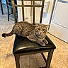 Titan joined the competition — help win amazing prizes! cat, gray_tabby, chair, black_cushion, indoor, kitchen, floor_tiles, appliance, laundry, pet, feline, domestic, relaxed, seated, looking_at_camera, household, home, curious, animal, four_legs
