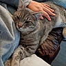 Titan is registered to the contest to win money with this photo: cat, tabby, grey_cat, pet, hand, person, sweatshirt, blanket, couch, furniture, relaxation, cozy, indoor, comfort, fur, paw, resting, close_up, domestic_animal, companion