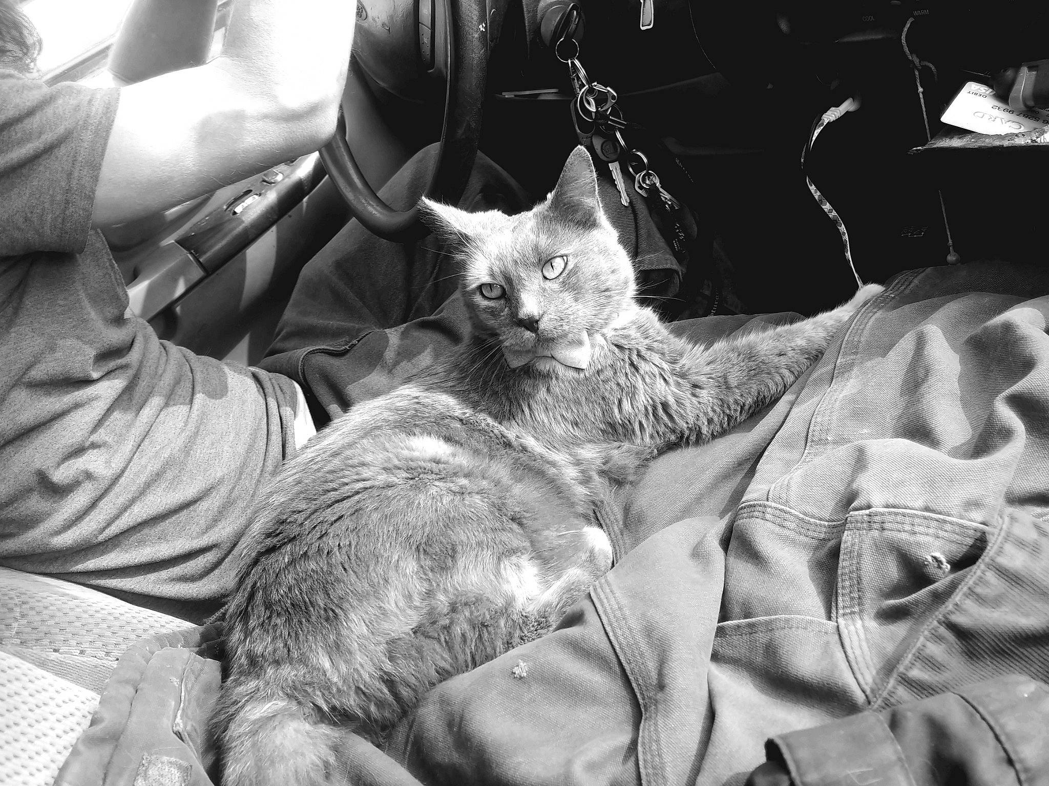 Agatha joined the competition — help win amazing prizes! black, black_and_white, carnivore, cat, comfort, domestic_short_haired_cat, felidae, fur, grey, human_leg, monochrome, monochrome_photography, photography, sitting, small_to_medium_sized_cats, street, style, textile, whiskers, white