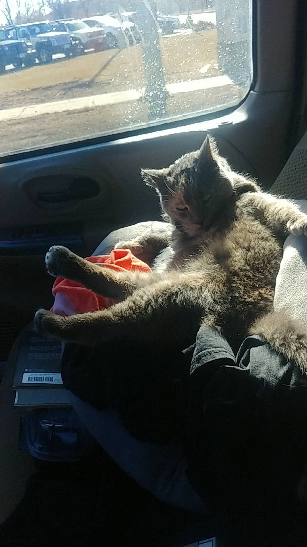 Agatha is registered to the contest to win money with this photo: auto_part, automotive_exterior, automotive_lighting, automotive_window_part, carnivore, cat, comfort, domestic_short_haired_cat, felidae, grey, human_leg, light, mammal, small_to_medium_sized_cats, snout, tail, vehicle_door, vertebrate, whiskers, window