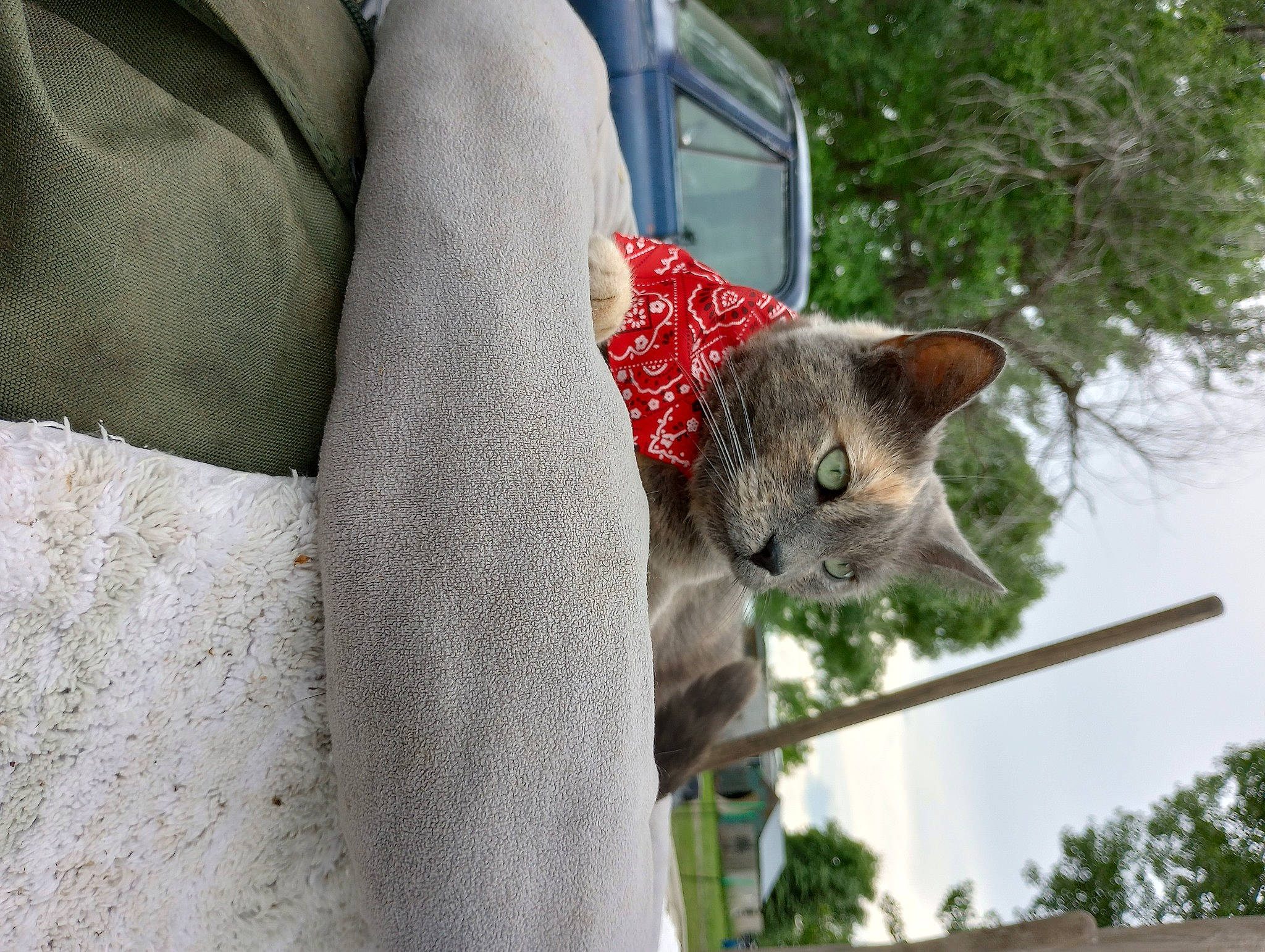 Agatha is registered to the contest to win money with this photo: carnivore, cat, comfort, domestic_short_haired_cat, fawn, felidae, fur, grass, grey, human_leg, mammal, plant, small_to_medium_sized_cats, snout, tail, tree, vertebrate, whiskers, window, wood