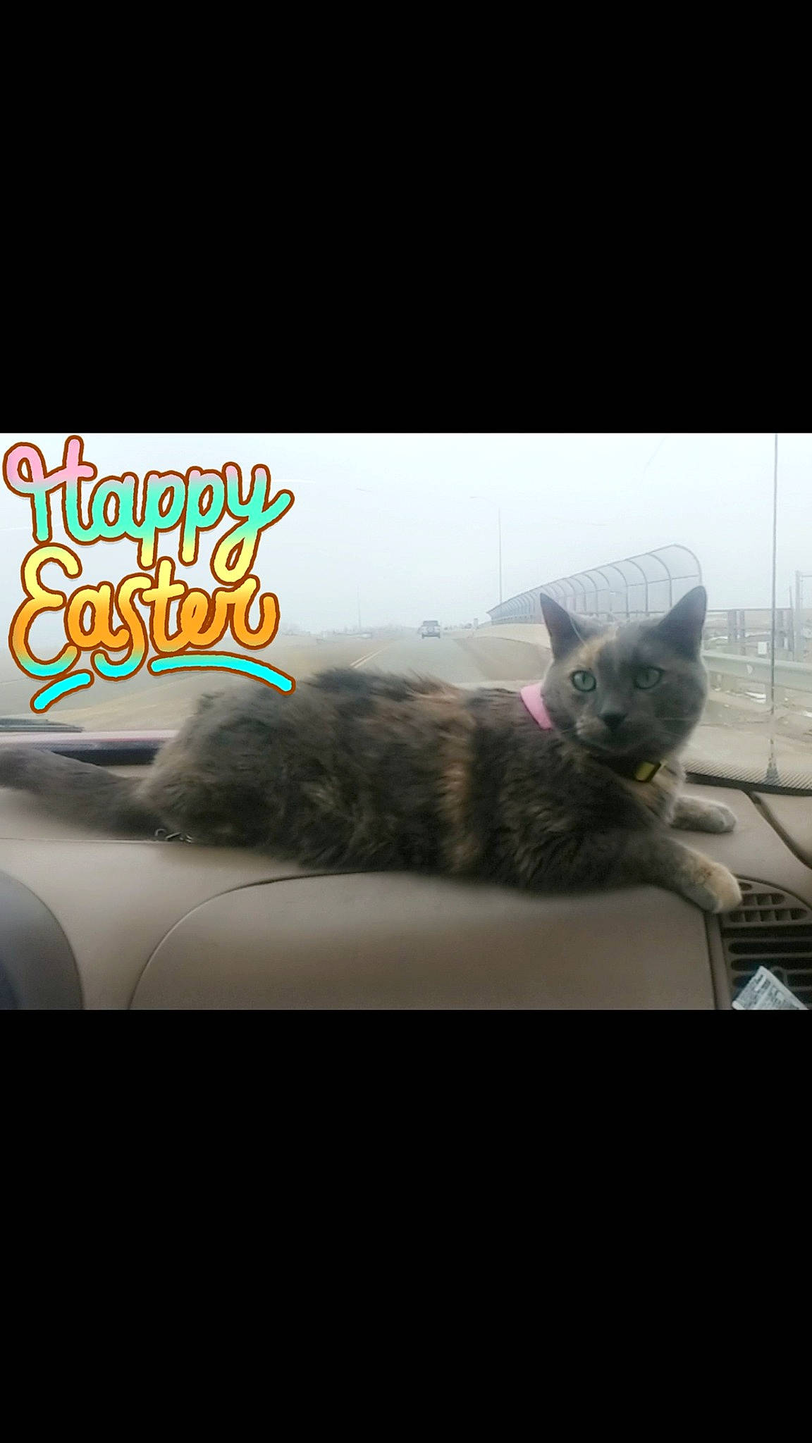 Agatha is registered to the contest to win money with this photo: auto_part, carnivore, cat, comfort, couch, darkness, domestic_short_haired_cat, felidae, font, fur, paw, photo_caption, room, sky, small_to_medium_sized_cats, snout, tail, vertebrate, whiskers, window