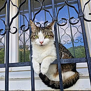 Mickette participe au concours pour gagner de l'argent avec cette photo : animal, brown_fur, cat, close_up, curious, domestic_cat, feline, green_eyes, looking_at_camera, metal_bars, outdoor, paws, pet, reflection, resting, tabby_cat, tail, white_fur, window, wrought_iron_bars