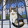 animal, brown_fur, cat, close_up, curious, domestic_cat, feline, green_eyes, looking_at_camera, metal_bars, outdoor, paws, pet, reflection, resting, tabby_cat, tail, white_fur, window, wrought_iron_bars