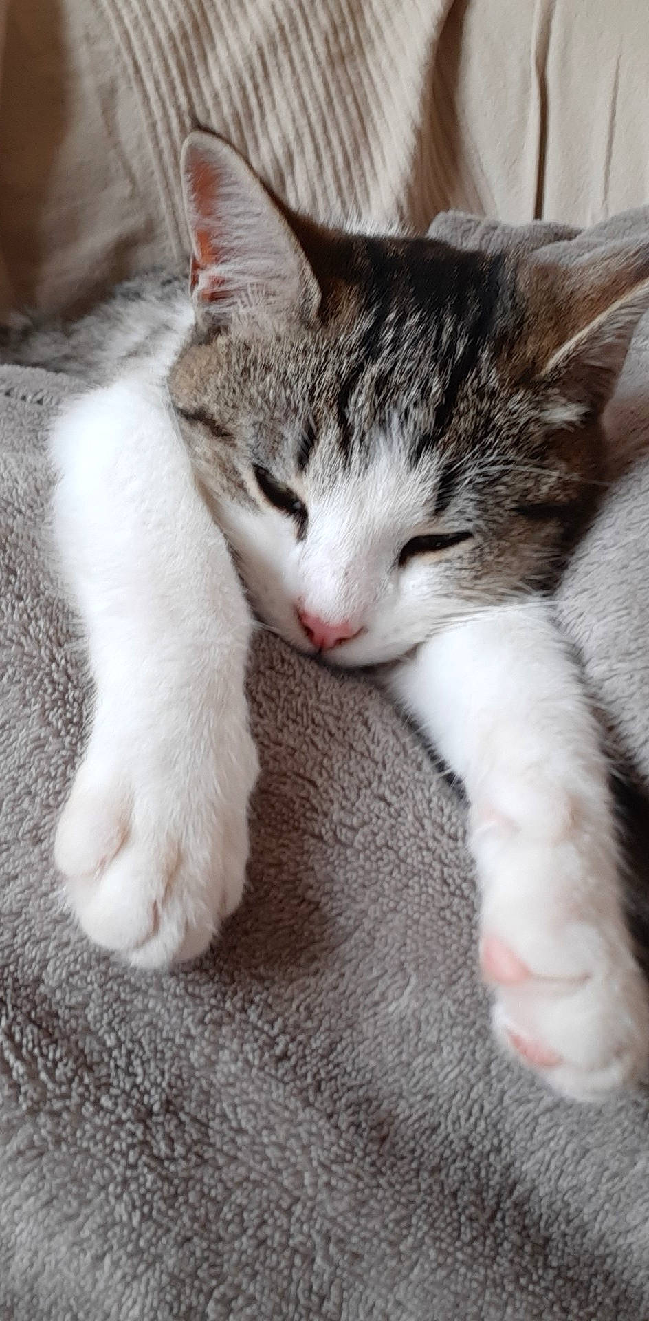 Mickette a rejoint le concours — aidez-le/la à gagner de superbes lots ! aegean_cat, american_wirehair, asian, carnivore, cat, claw, domestic_short_haired_cat, dragon_li, european_shorthair, felidae, kitten, mammal, nap, nose, paw, polydactyl_cat, small_to_medium_sized_cats, snout, tabby_cat, whiskers