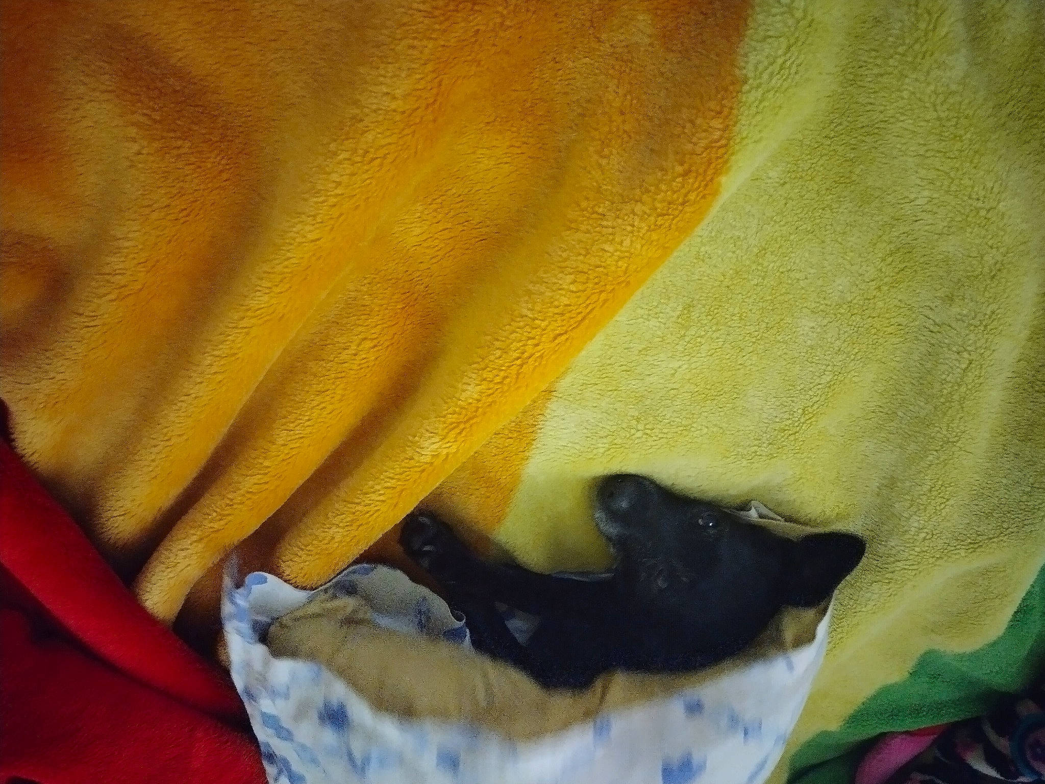 Bellah joined the competition — help win amazing prizes! black_cat, carmine, carnivore, cat, claw, comfort, electric_blue, felidae, fur, glove, human_leg, linens, safety_glove, sleeve, small_to_medium_sized_cats, tail, textile, tints_and_shades, whiskers, wood