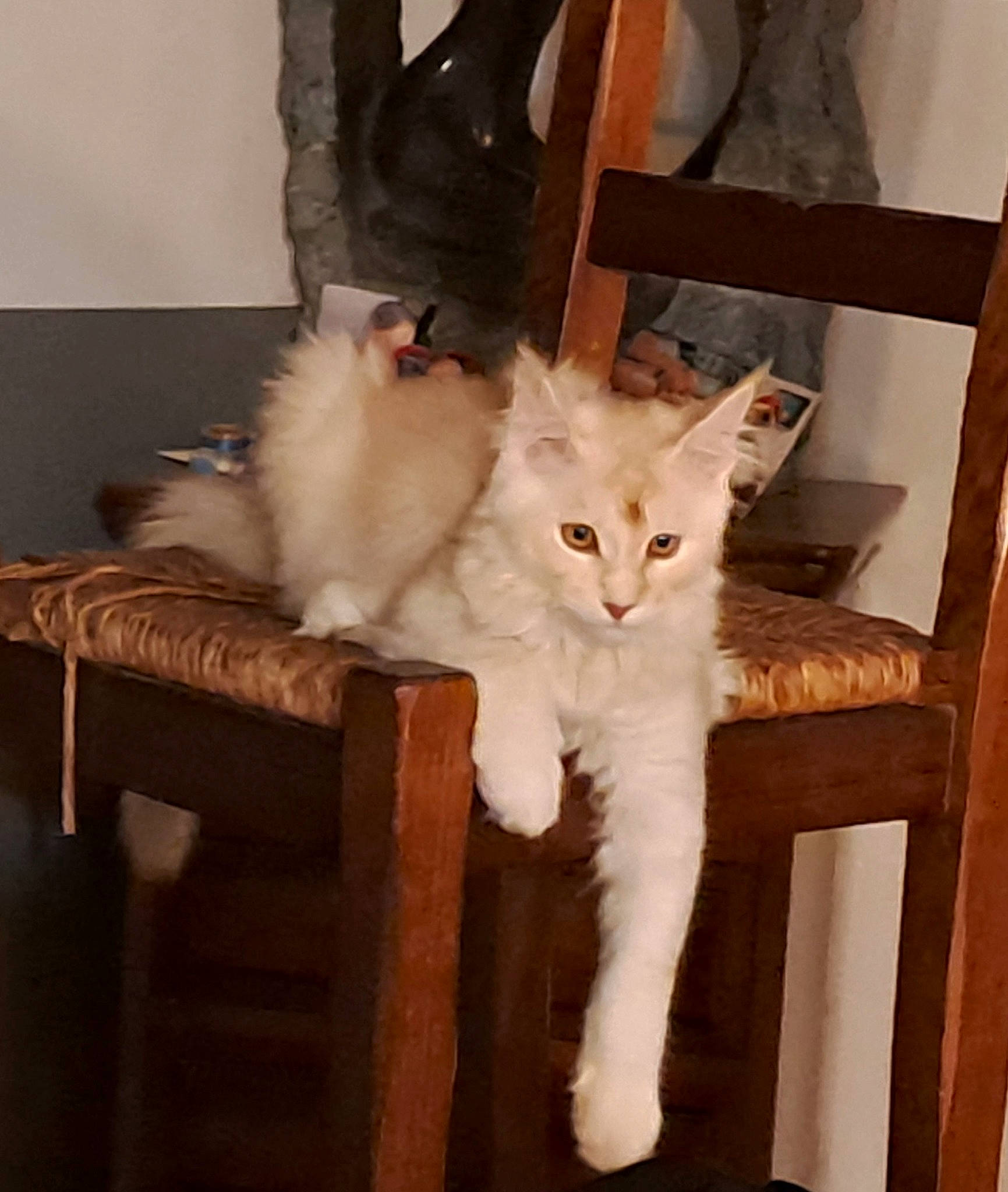 Ulk participe au concours pour gagner de l'argent avec cette photo : carnivore, cat, chair, claw, comfort, domestic_short_haired_cat, door, fawn, felidae, fur, furniture, hardwood, paw, shelf, small_to_medium_sized_cats, tail, whiskers, window, wood