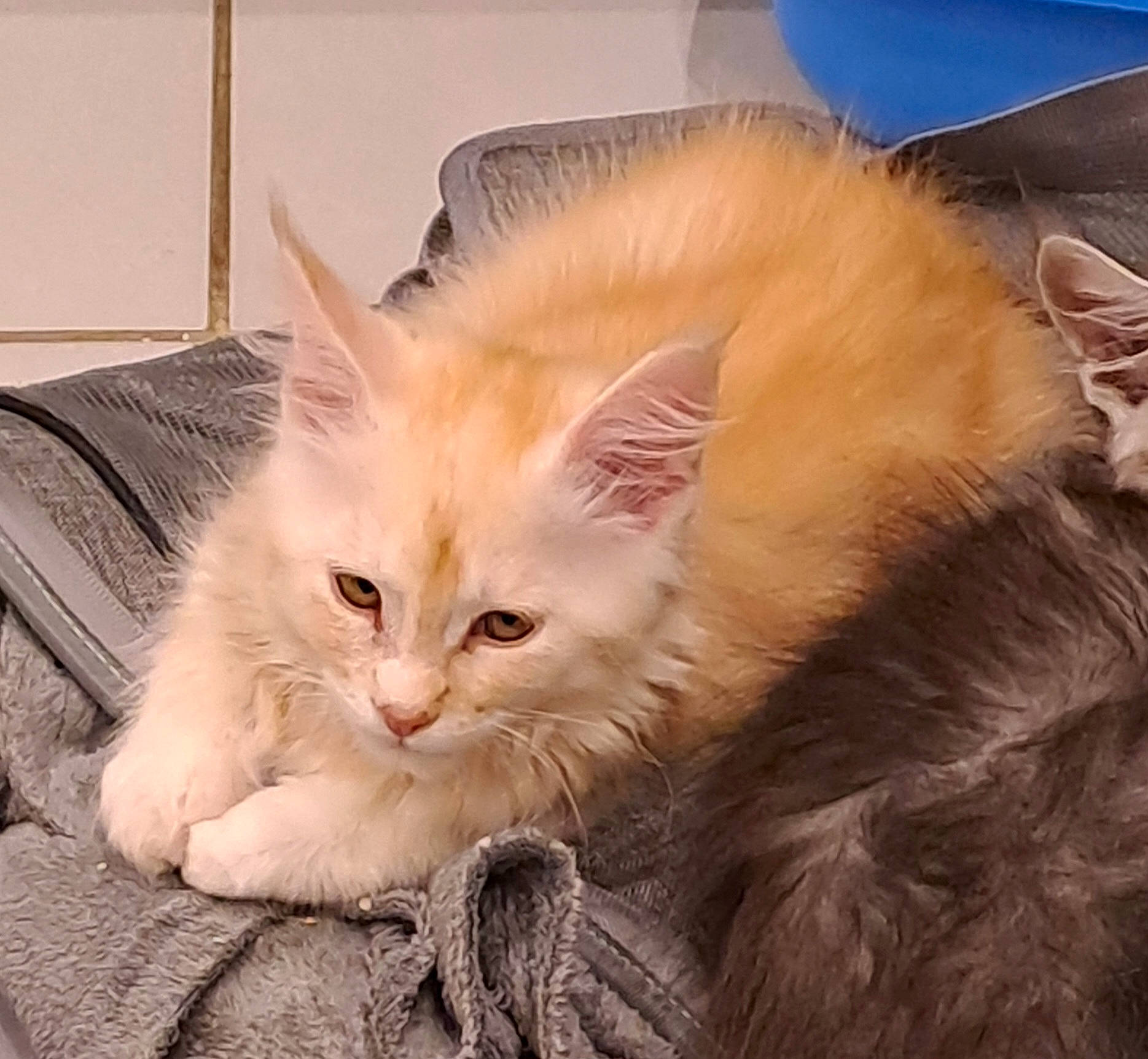 Ulk participe au concours pour gagner de l'argent avec cette photo : box, carnivore, cat, claw, comfort, domestic_short_haired_cat, ear, fawn, felidae, fur, paw, small_to_medium_sized_cats, snout, tail, whiskers