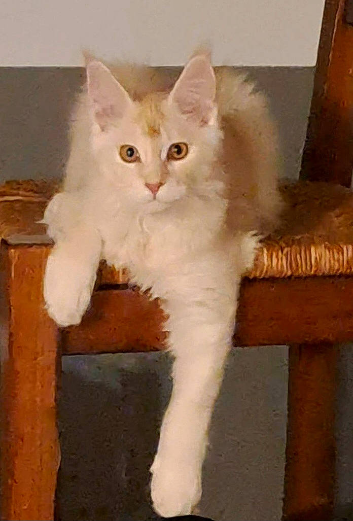 Ulk participe au concours pour gagner de l'argent avec cette photo : carnivore, cat, comfort, domestic_short_haired_cat, eye, fawn, felidae, fur, natural_material, paw, sitting, small_to_medium_sized_cats, snout, tail, terrestrial_animal, whiskers, wood