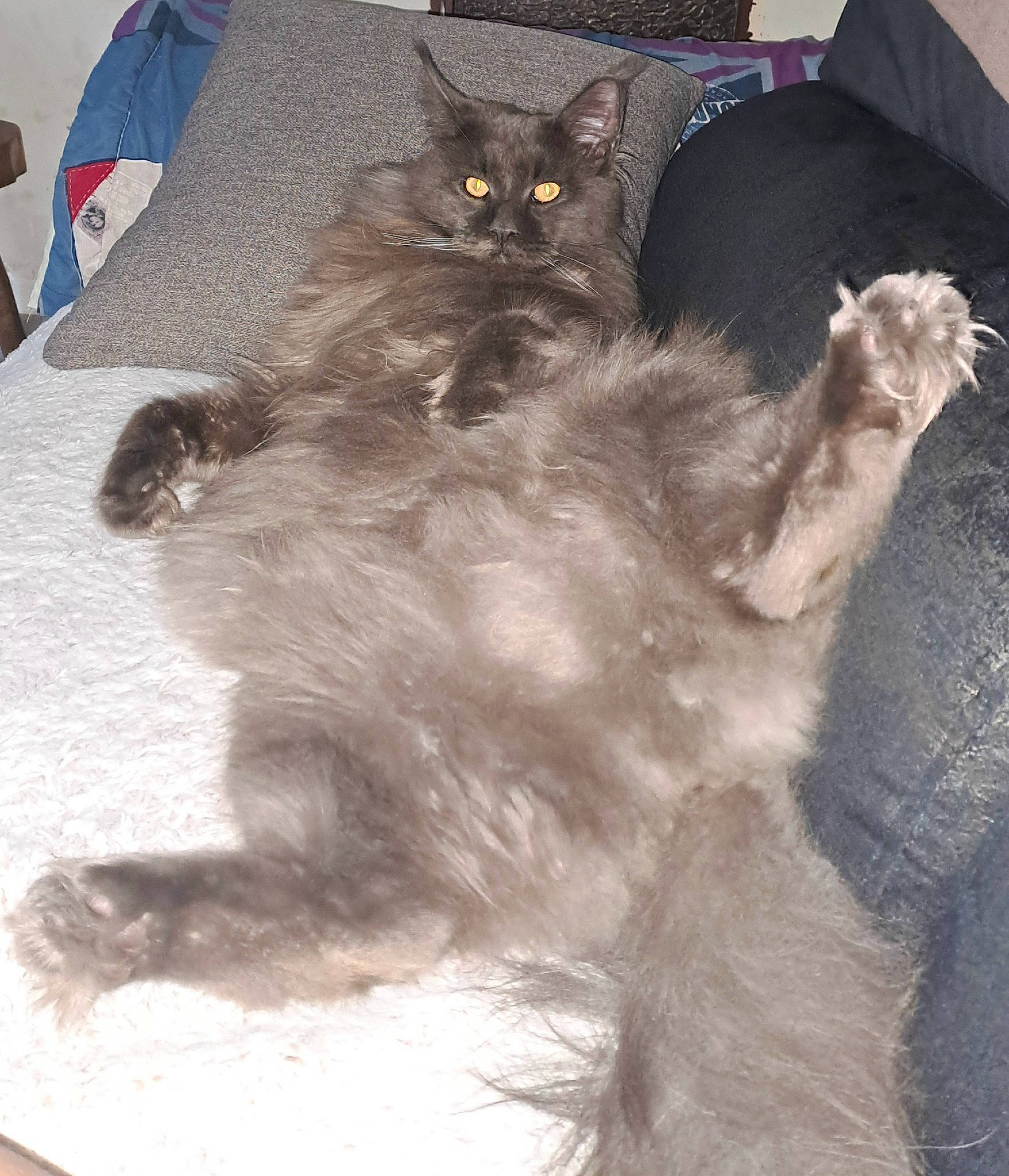 Twist participe au concours pour gagner de l'argent avec cette photo : black_cat, british_longhair, canidae, carnivore, cat, claw, comfort, dog_breed, domestic_short_haired_cat, fawn, felidae, flag, fur, grey, paw, small_to_medium_sized_cats, snout, tail, terrestrial_animal, whiskers