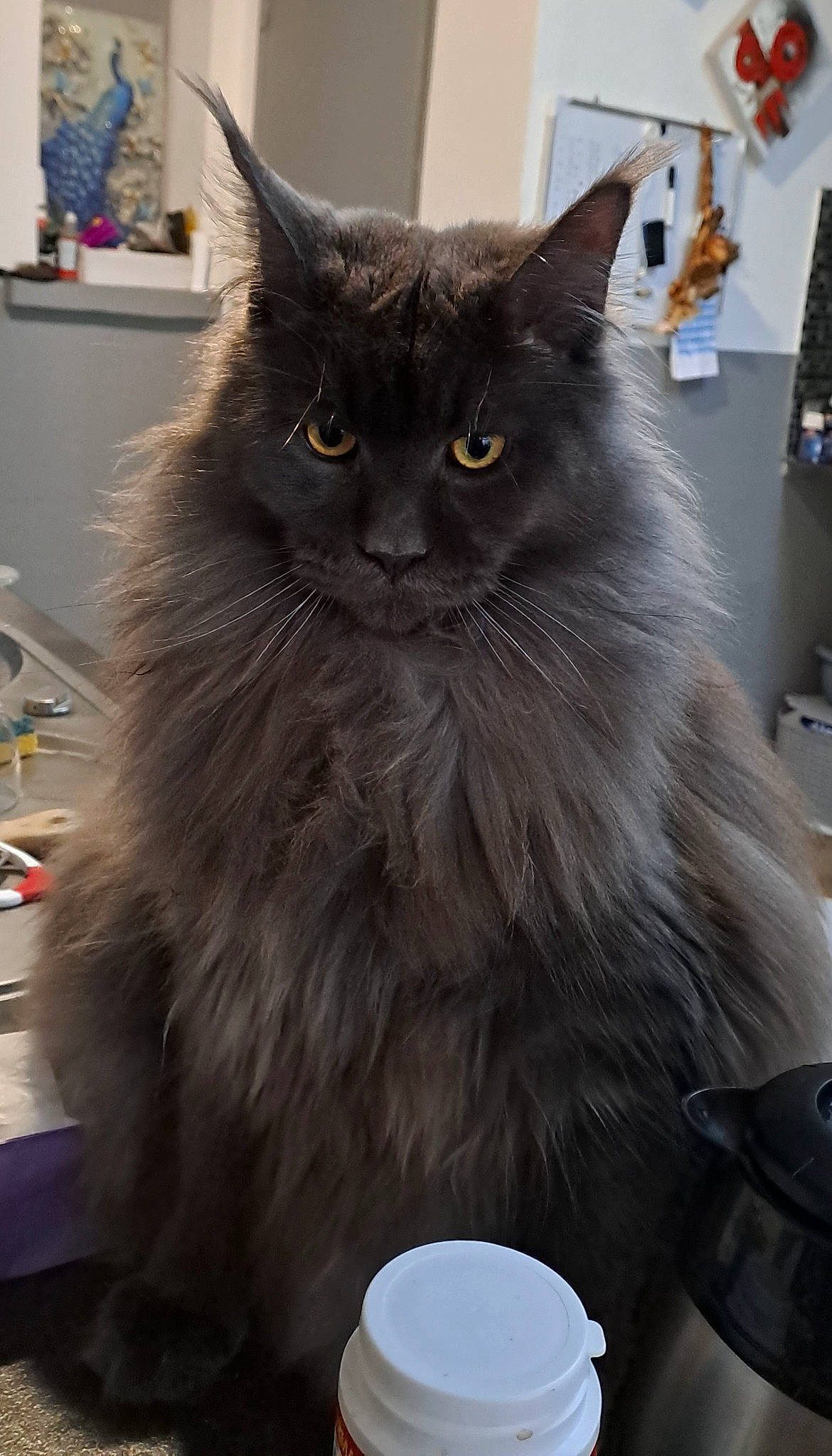 Twist participe au concours pour gagner de l'argent avec cette photo : british_longhair, carnivore, cat, claw, felidae, fur, grey, persian, picture_frame, serveware, small_to_medium_sized_cats, snout, tableware, tail, whiskers