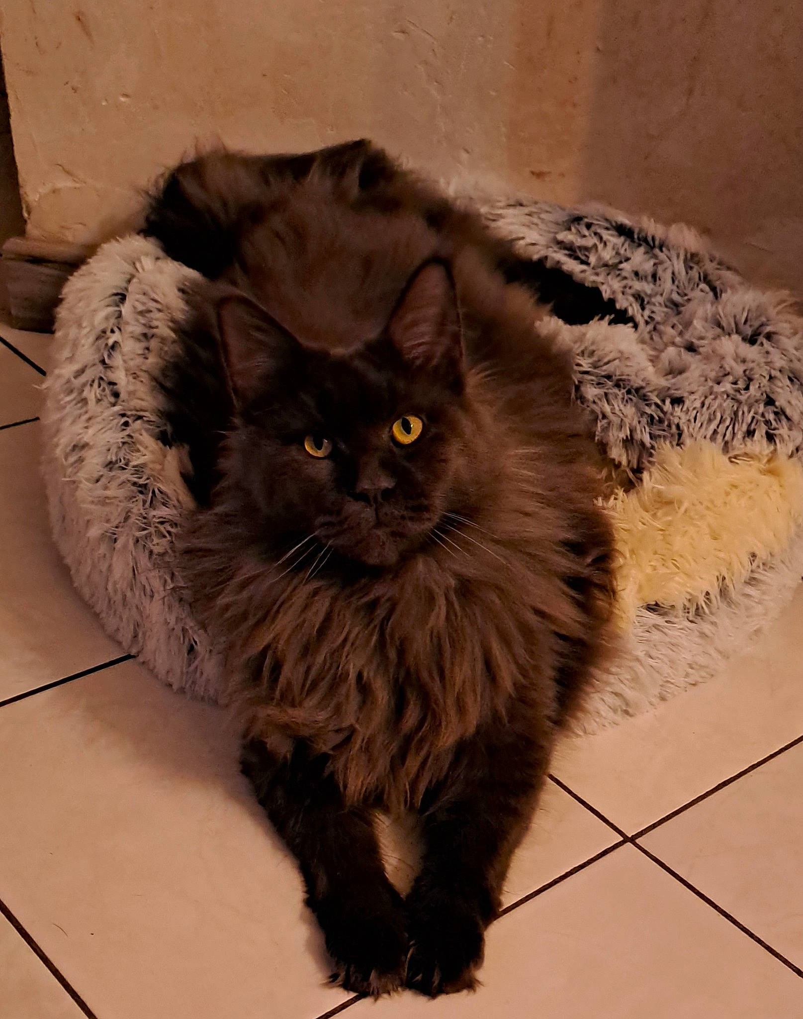 Twist participe au concours pour gagner de l'argent avec cette photo : british_longhair, carnivore, cat, claw, fawn, felidae, flooring, fur, grey, paw, persian, road_surface, sitting, small_to_medium_sized_cats, snout, tail, terrestrial_animal, whiskers