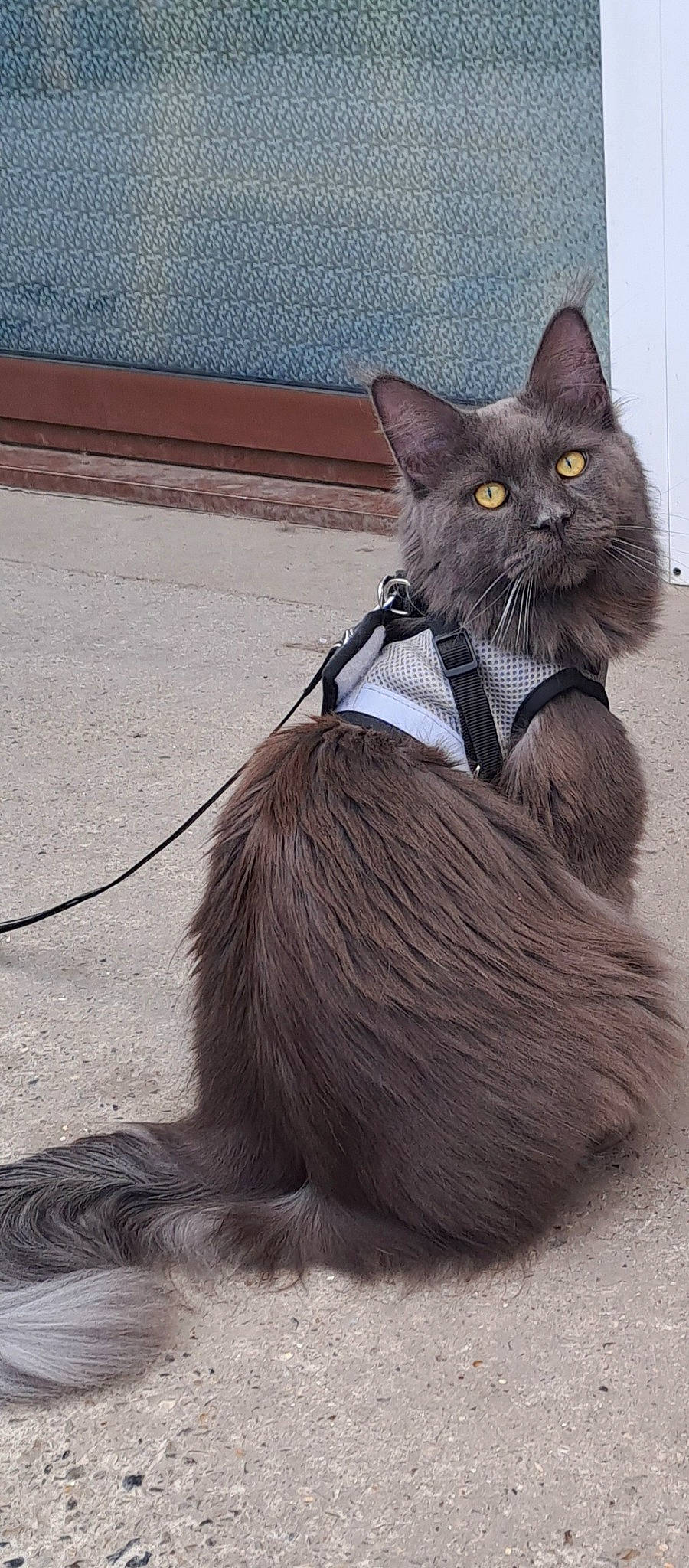 Twist a rejoint le concours — aidez-le/la à gagner de superbes lots ! black_cat, bombay, carnivore, cat, cat_toy, collar, domestic_short_haired_cat, electric_blue, fashion_accessory, fawn, felidae, fur, grey, pet_supply, sitting, small_to_medium_sized_cats, snout, tail, terrestrial_animal, whiskers