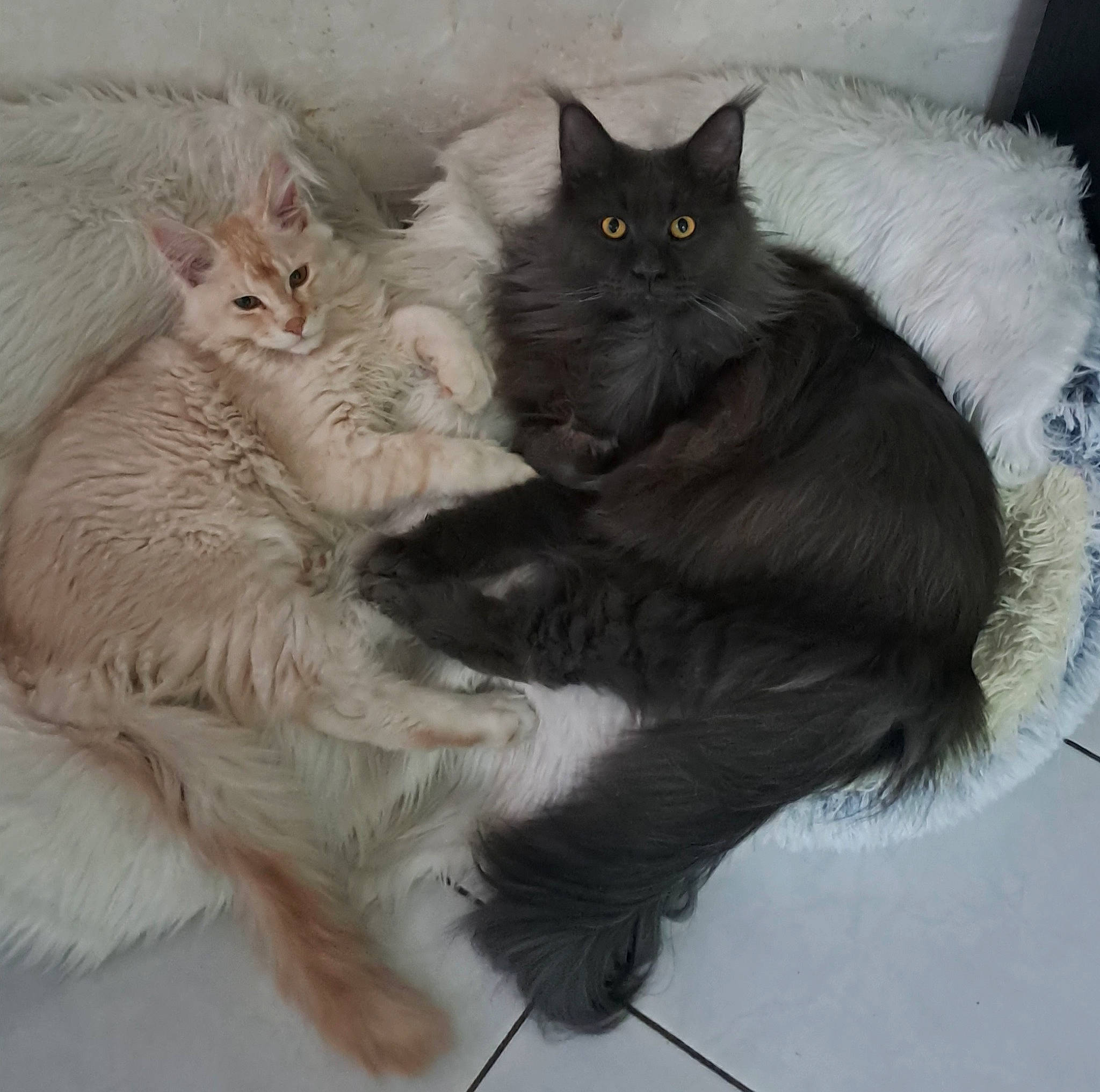 Twist a rejoint le concours — aidez-le/la à gagner de superbes lots ! black_cat, british_longhair, carnivore, cat, claw, comfort, domestic_short_haired_cat, eye, felidae, foot, fur, grey, paw, sitting, small_to_medium_sized_cats, snout, tail, terrestrial_animal, whiskers