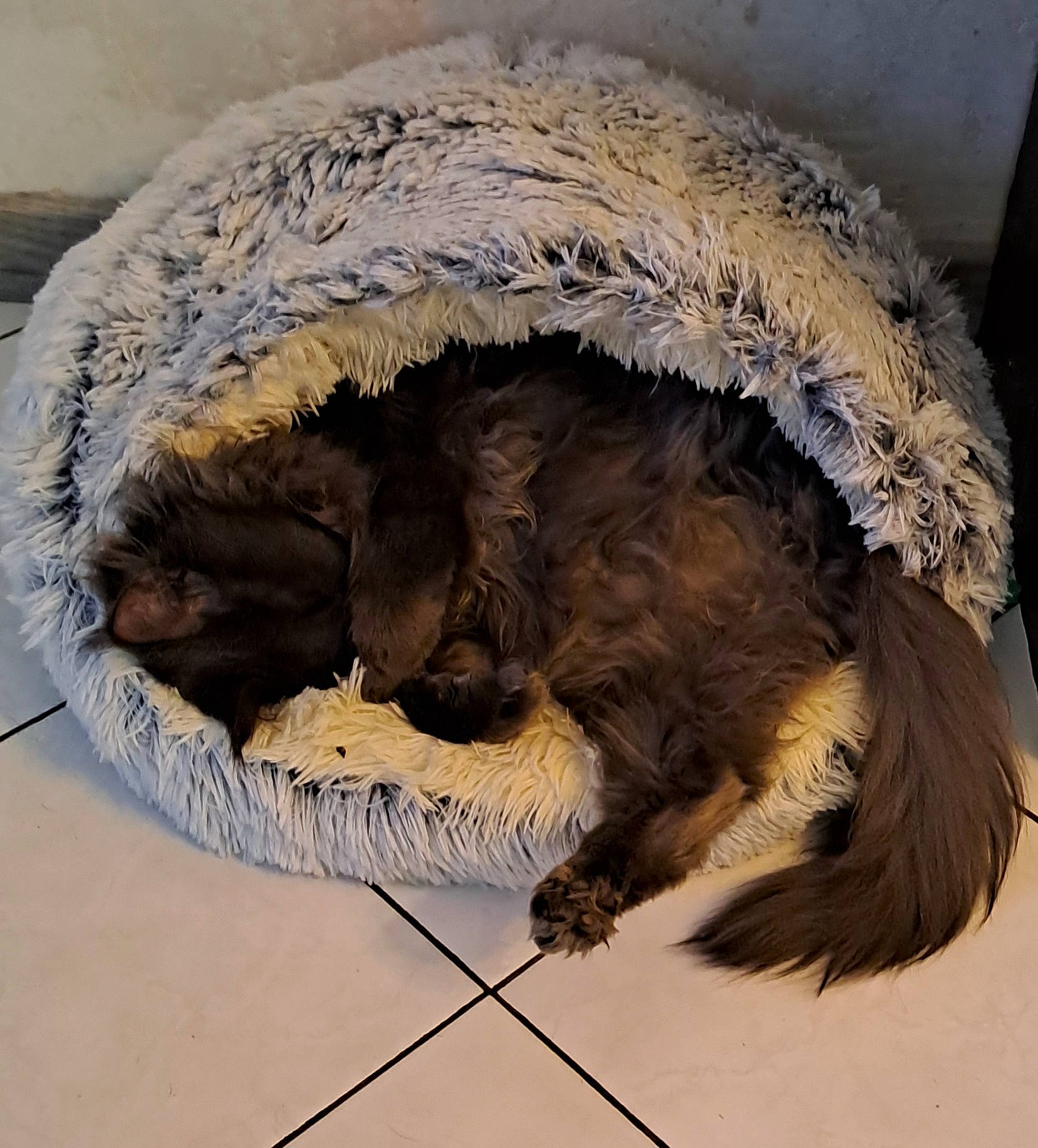 Twist participe au concours pour gagner de l'argent avec cette photo : canidae, carnivore, cat_bed, cat_supply, claw, comfort, companion_dog, dog, dog_breed, fawn, felidae, fur, liver, pet_supply, small_to_medium_sized_cats, snout, sporting_group, tail, terrestrial_animal, whiskers