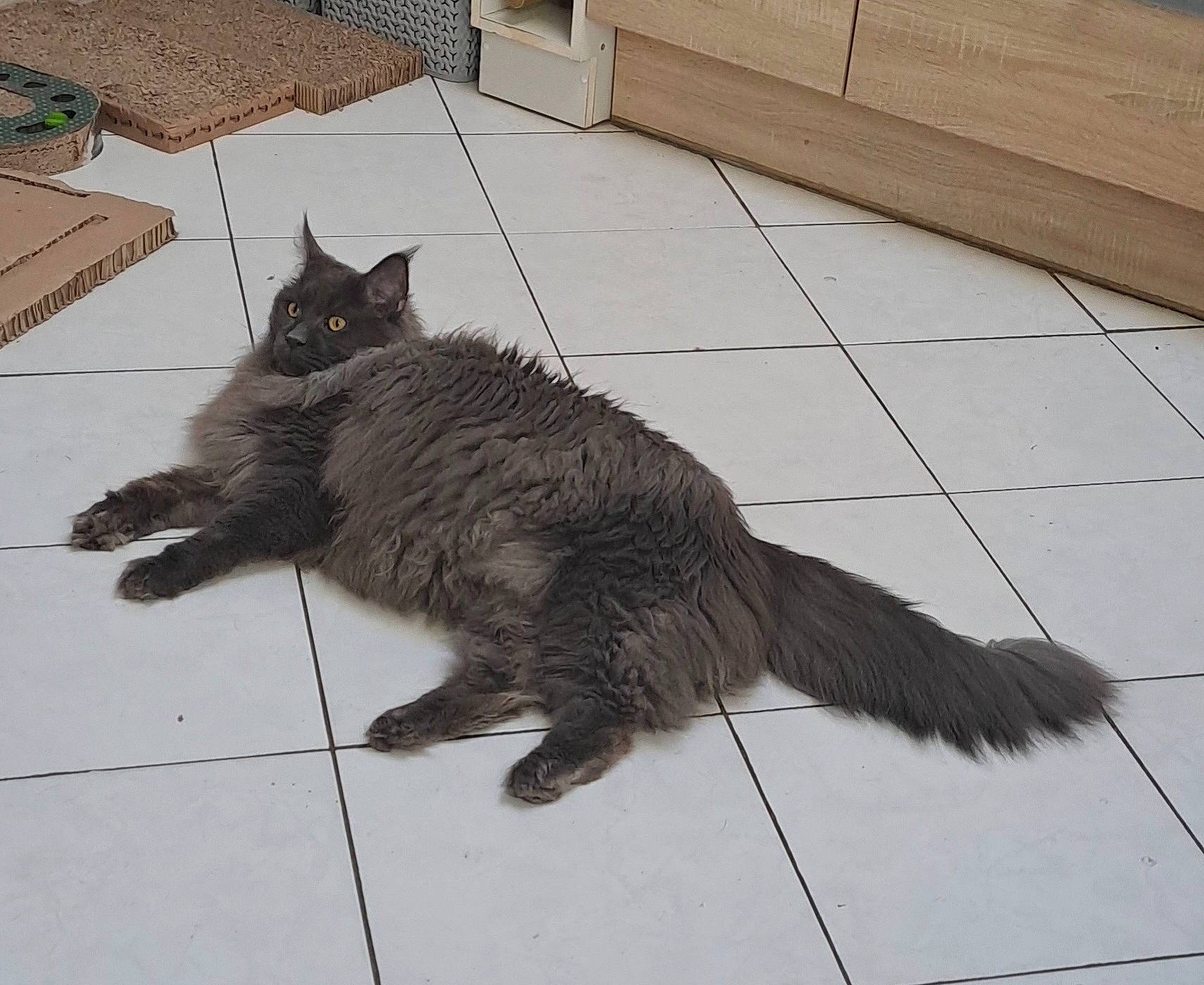Twist a rejoint le concours — aidez-le/la à gagner de superbes lots ! black_cat, carnivore, cat, claw, domestic_short_haired_cat, felidae, flooring, fur, grey, hardwood, human_leg, metal, paw, sitting, small_to_medium_sized_cats, snout, tail, terrestrial_animal, whiskers, wood