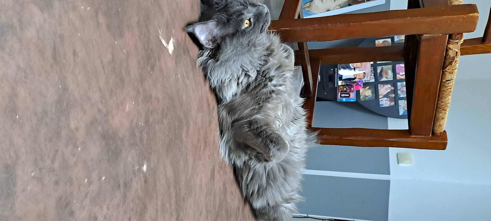 Twist a rejoint le concours — aidez-le/la à gagner de superbes lots ! beak, canidae, carnivore, cat, claw, dog_breed, domestic_short_haired_cat, feather, felidae, fur, grey, procyonidae, small_to_medium_sized_cats, snout, sporting_group, tail, whiskers, window, wing, wood