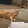 cat, orange_tabby, carpet, pillow, indoor, table, statue, camel_statue, decor, pet, animal, feline, laying_down, curious, wide_eyes, home, floor, cozy, relaxed, domestic