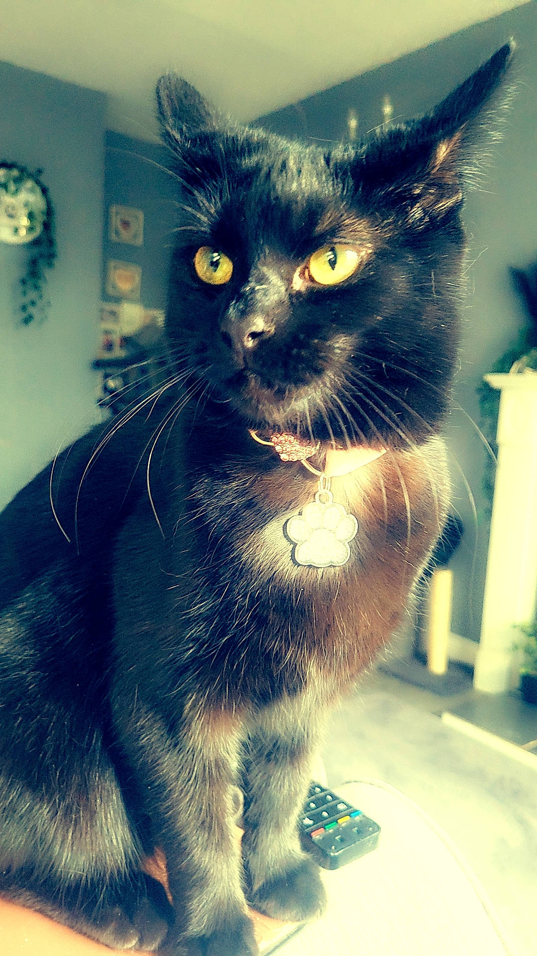 Bonnie joined the competition — help win amazing prizes! black_cat, carnivore, cat, claw, collar, domestic_short_haired_cat, electric_blue, felidae, fur, paw, picture_frame, small_to_medium_sized_cats, snout, square, tail, whiskers, window