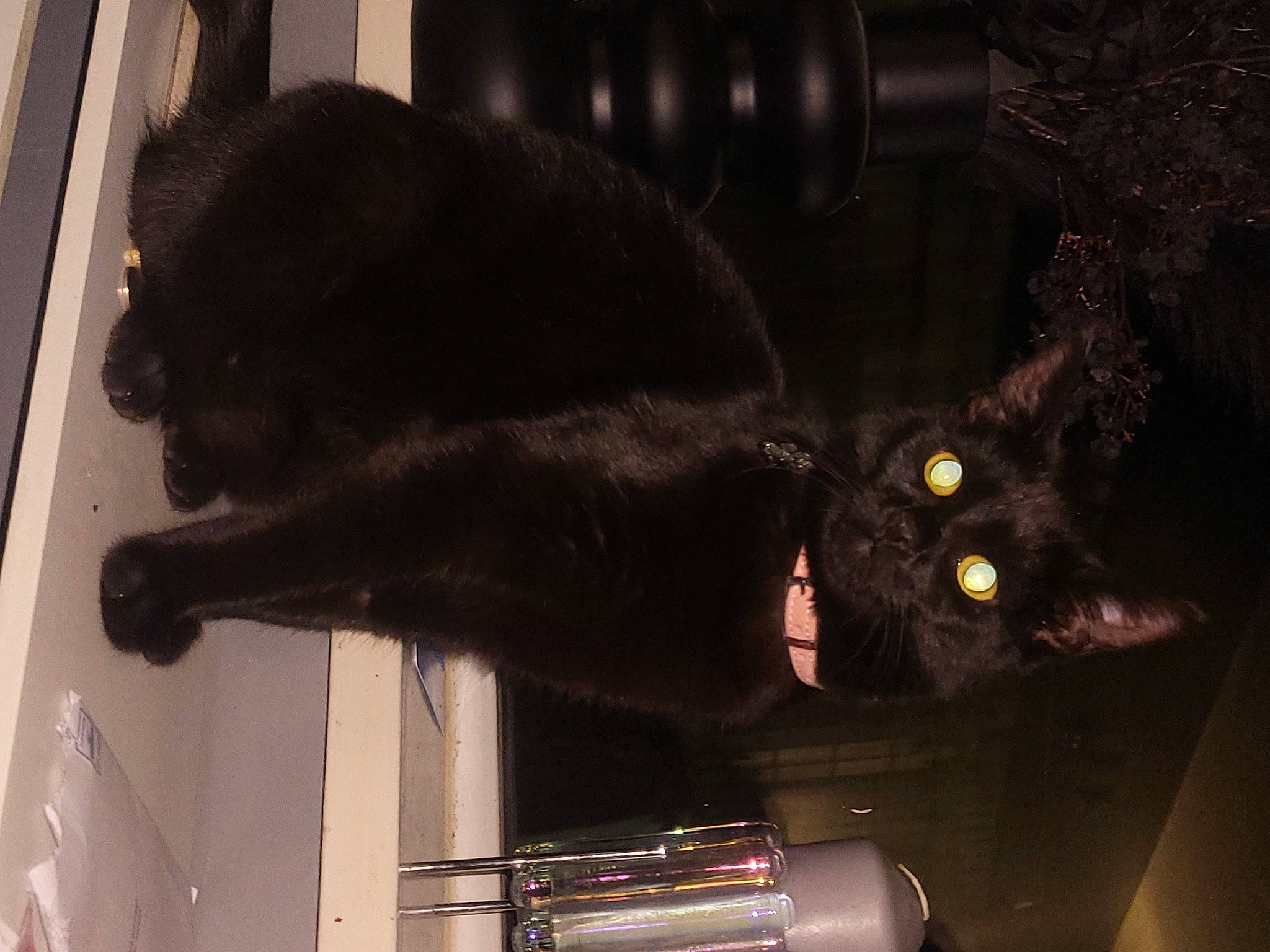 Bonnie joined the competition — help win amazing prizes! american_black_bear, black_cat, bombay, carnivore, cat, claw, domestic_short_haired_cat, felidae, fur, gas, small_to_medium_sized_cats, snout, tail, terrestrial_animal, waste_container, whiskers