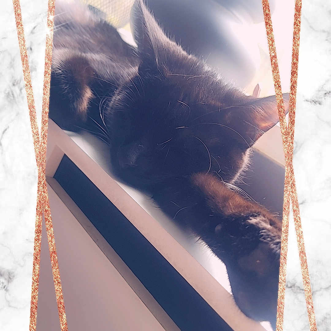 Bonnie is registered to the contest to win money with this photo: art, brown, creative_arts, fin, font, graphic_design, illustration, paper, paper_product, rectangle, room, shadow, small_to_medium_sized_cats, snow, tints_and_shades, triangle, twig, visual_arts, winter, wood