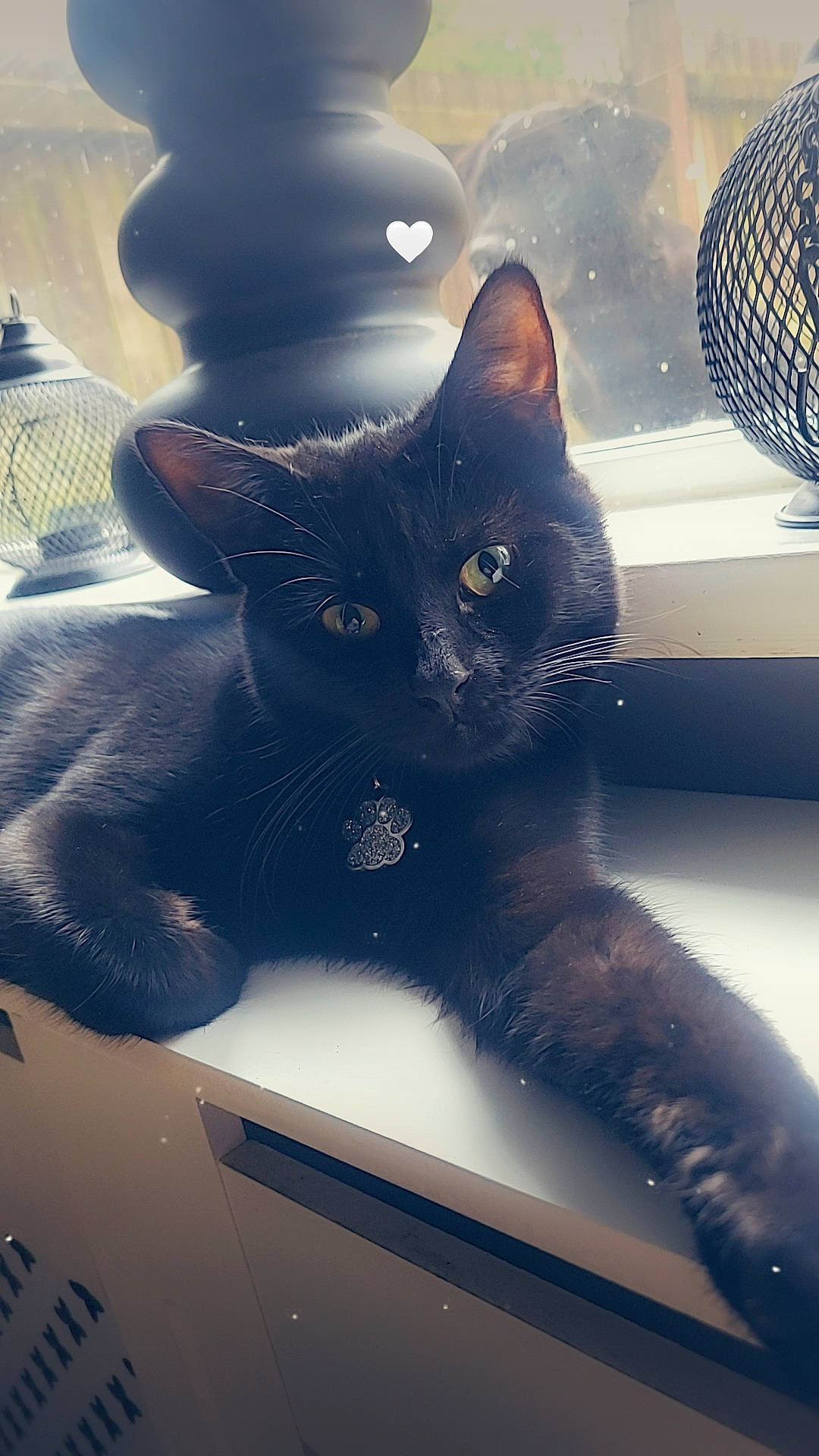 Bonnie joined the competition — help win amazing prizes! black_cat, carnivore, cat, comfort, domestic_short_haired_cat, electric_blue, felidae, fur, grey, mechanical_fan, paw, sky, small_to_medium_sized_cats, snout, square, tail, tints_and_shades, tree, whiskers, window