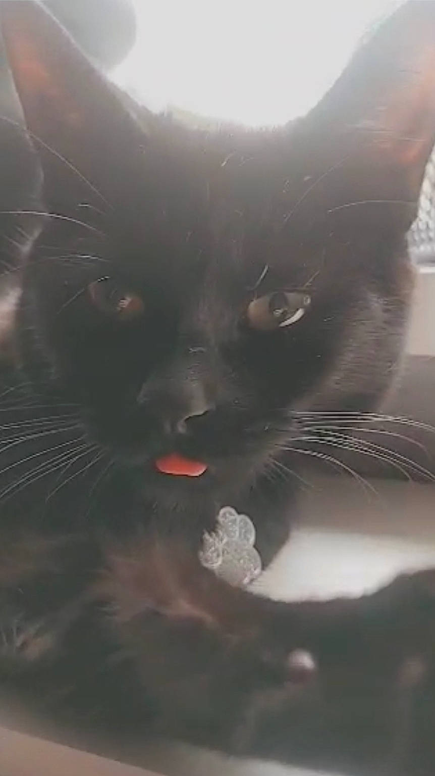 Bonnie joined the competition — help win amazing prizes! black_cat, bombay, carnivore, cat, close_up, darkness, domestic_short_haired_cat, felidae, fur, grey, monochrome_photography, plant, sky, small_to_medium_sized_cats, snout, tail, terrestrial_animal, tree, whiskers, window