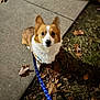 Teddy is registered to the contest to win money with this photo: animal, autumn, brown, companion, corgi, cute, dog, friendly, fur, leash, leaves, looking_up, loyal, night, outdoor, pet, sidewalk, small_dog, waiting, white