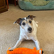Leo is registered to the contest to win money with this photo: animal, blanket, brick_wall, canine, carpet, cute, dog, ears, floor, fur, furniture, home, indoor, looking_up, orange, pet_bed, playful, plush_toy, relaxed, toy