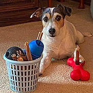 Leo is registered to the contest to win money with this photo: animal, basket, black, bone_toy, brown, carpet, chew_sticks, cute, dog, ears, face, fur, indoor, looking, paw, pet, small_dog, toy, treats, white
