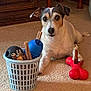 animal, basket, black, bone_toy, brown, carpet, chew_sticks, cute, dog, ears, face, fur, indoor, looking, paw, pet, small_dog, toy, treats, white