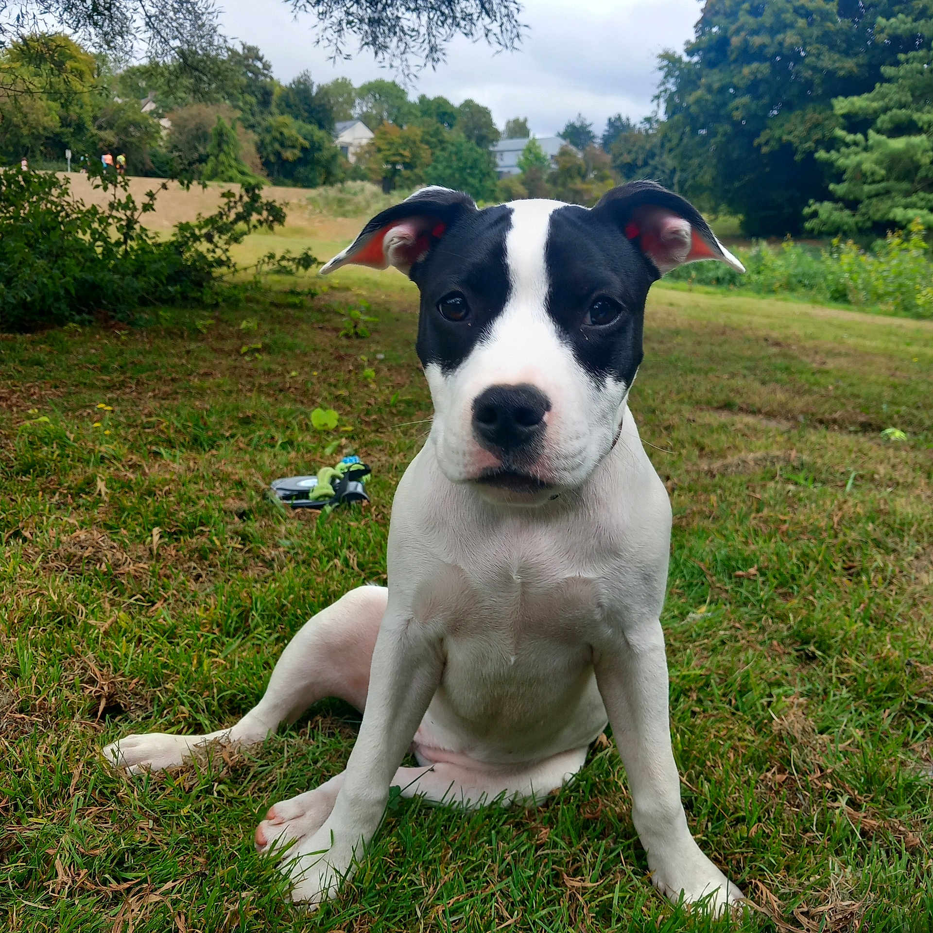 Laska participe au concours pour gagner de l'argent avec cette photo : animal, black_and_white, canine, cute, dog, ears, eyes, field, fur, grass, greenery, looking, nature, outdoor, pet, playful, portrait, puppy, sitting, young