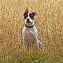 Laska a rejoint le concours — aidez-le/la à gagner de superbes lots ! alert, animal, background, black, canine, collar, daylight, dog, ears, field, fur, grass, nature, outdoor, pet, portrait, sitting, summer, white, wild