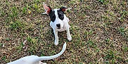 Laska a rejoint le concours — aidez-le/la à gagner de superbes lots ! active, animal, attention, black, canine, cute, dog, ears, field, fur, grass, ground, nature, outdoor, pet, playful, puppy, tail, white, young