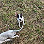 active, animal, attention, black, canine, cute, dog, ears, field, fur, grass, ground, nature, outdoor, pet, playful, puppy, tail, white, young