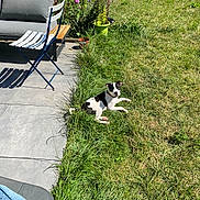 Laska participe au concours pour gagner de l'argent avec cette photo : dog, grass, garden, flowers, patio, chair, bench, sunlight, outdoor, plant_pot, greenery, pet, relaxing, black_and_white, canine, summer, daytime, nature, backyard, leisure