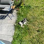 dog, grass, garden, flowers, patio, chair, bench, sunlight, outdoor, plant_pot, greenery, pet, relaxing, black_and_white, canine, summer, daytime, nature, backyard, leisure