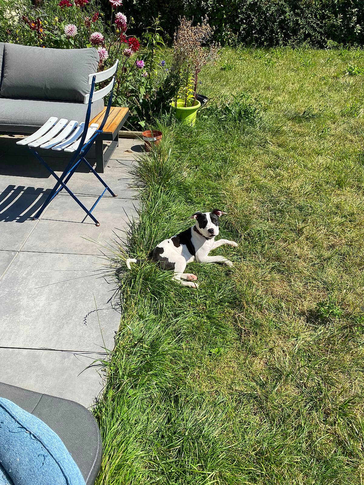 Laska participe au concours pour gagner de l'argent avec cette photo : dog, grass, garden, flowers, patio, chair, bench, sunlight, outdoor, plant_pot, greenery, pet, relaxing, black_and_white, canine, summer, daytime, nature, backyard, leisure