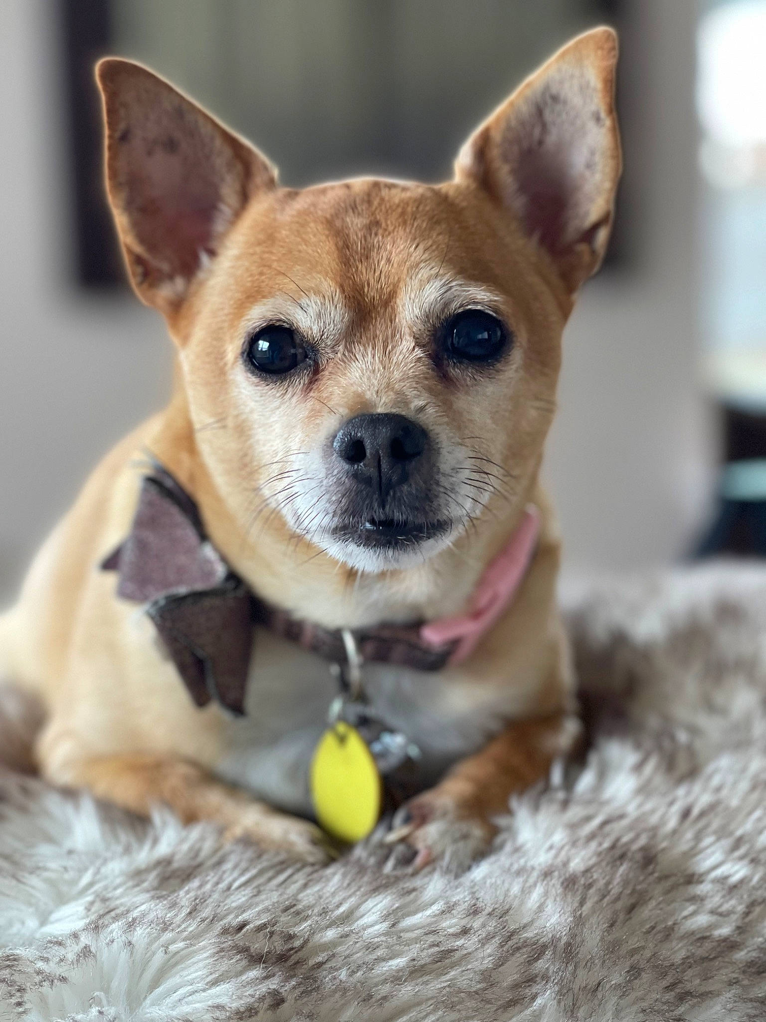 Lemon is registered to the contest to win money with this photo: canidae, carnivore, clock, close_up, collar, companion_dog, dog, dog_breed, dog_supply, ear, eye, fawn, fur, paw, snout, sporting_group, terrestrial_animal, toy_dog, whiskers, wildlife