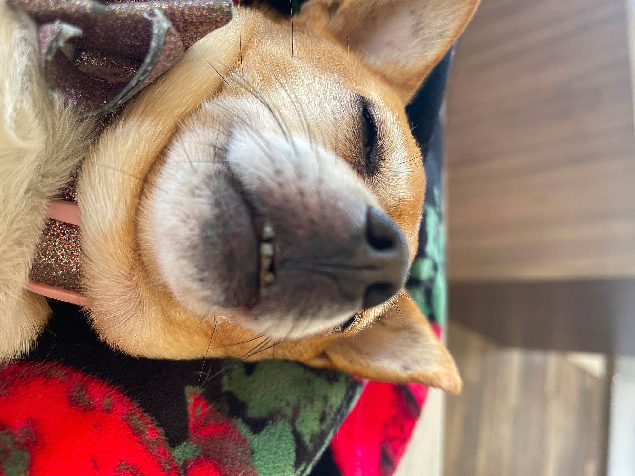 Lemon joined the competition — help win amazing prizes! big_cats, canidae, carnivore, comfort, companion_dog, dog, dog_breed, ear, fawn, felidae, mammal, paw, small_to_medium_sized_cats, snout, sporting_group, tail, terrestrial_animal, whiskers, wood, wrinkle