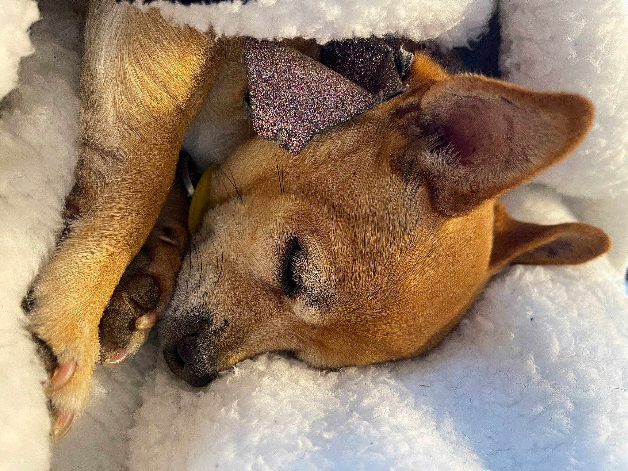 Lemon is registered to the contest to win money with this photo: canidae, carnivore, claw, comfort, companion_dog, dog, dog_breed, fawn, fur, nap, paw, snout, snow, sporting_group, street_dog, terrestrial_animal, whiskers, wildlife, winter, working_animal