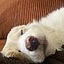 dog, sleeping, closeup, white_fur, nose, whiskers, cozy, blanket, indoor, resting, pet, fur, cute, calm, animal, mammal, peaceful, relaxation, portrait, canine