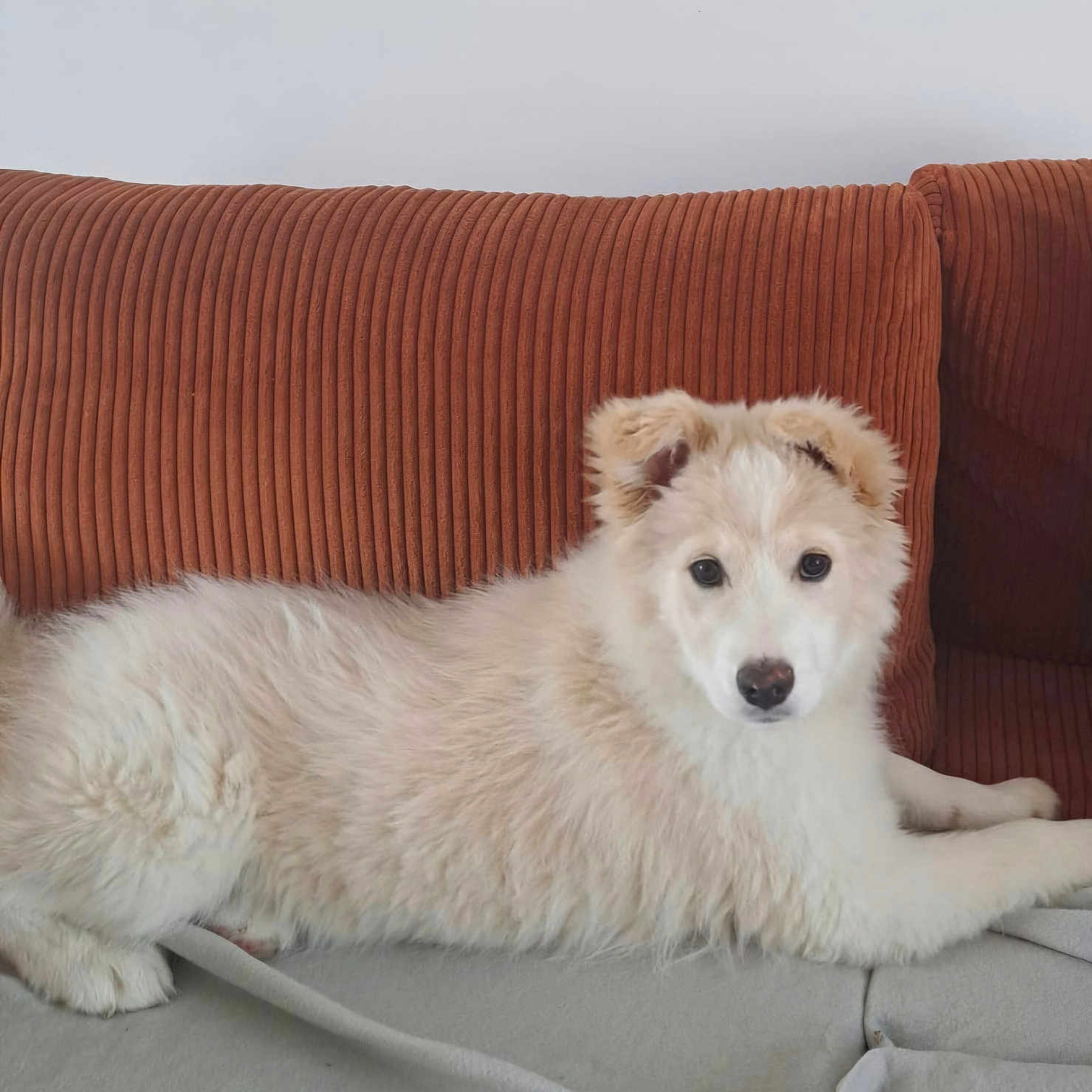 Gaïa a rejoint le concours — aidez-le/la à gagner de superbes lots ! dog, puppy, couch, blanket, indoor, pet, furry, laying_down, looking_at_camera, ears, nose, fur, domestic_animal, relaxed, home, animal, mammal, companion, cute, resting