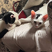 Barbie joined the competition — help win amazing prizes! cat, cats, indoor, couch, patterned_couch, white_sheet, relaxed, pet, animal, feline, curious, black_and_white_cat, tabby_cat, resting, cozy, domestic, fur, ears, whiskers, paws