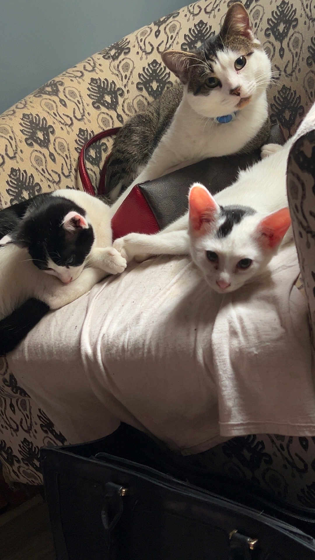 Barbie joined the competition — help win amazing prizes! cat, cats, indoor, couch, patterned_couch, white_sheet, relaxed, pet, animal, feline, curious, black_and_white_cat, tabby_cat, resting, cozy, domestic, fur, ears, whiskers, paws